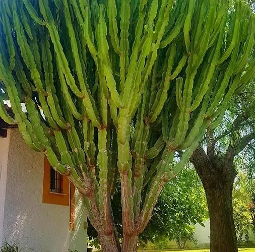 Villa Balcones Torrevieja